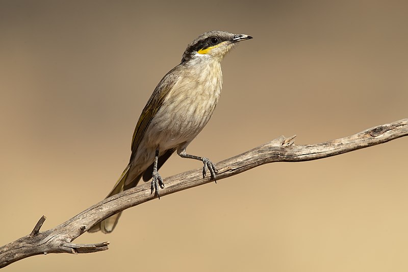 51 Most Common Western Australia Birds The Worlds Rarest Birds